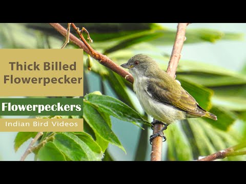 Bobuliar hrubozobý (Pachyglossa agilis) — spev a hlas v prírode