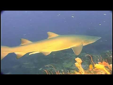 Killer Instinct-Haie