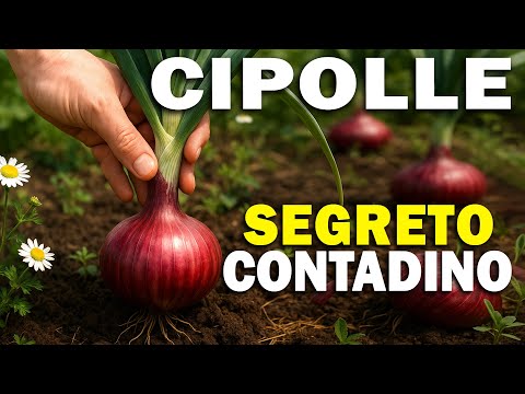 CIPOLLE: un piccolo SEGRETO CONTADINO