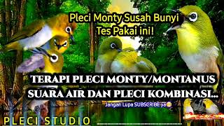 Download lagu Terapi MONTANUS / MONTY SOLUSI Burung BAHAN Segera BUNYI! mp3 Download lagu Terapi MONTANUS / MONTY SOLUSI Burung BAHAN Segera BUNYI! mp3