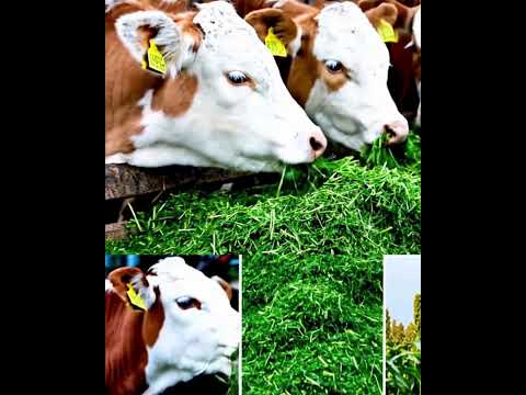 Hydroponic Green Fodder: Saving Livestock in Hard Times