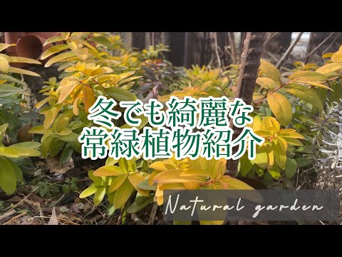 寒さに強い柑橘類をご存知ですか?知っておきたい丈夫な木ベスト3! 庭園