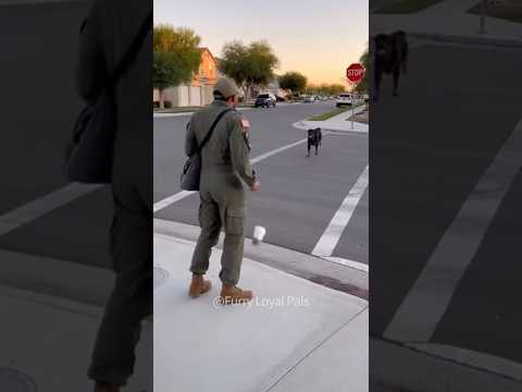 🥰 Rottweiler Appears Around Corner to Surprise Soldier！#dog