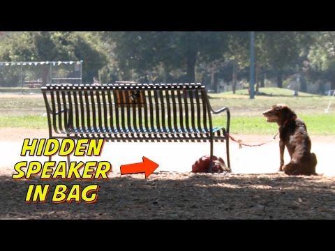 TALKING DOG PRANK!