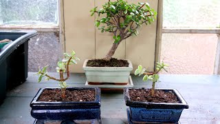 Portulacaria Afra Bonsai Repot~ Dwarf Jade ~Elephant Bush ~ Bonsai Project Update No.2