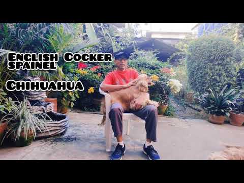 Hemant Dog Breeders Ep1 | Talk About  American Cocker Spaniel