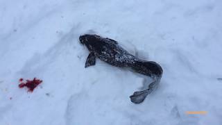 Рыбалка на кольском полуострове весна окунь
