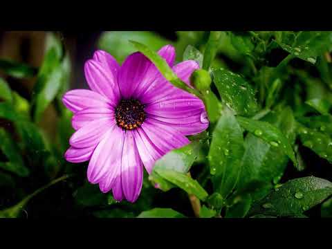 Canon EF-S 17-55mm F2.8 Test Photos | Lens Review [2019]