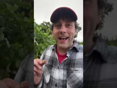 Haiku Vineyard Chardonnay Harvest 2023