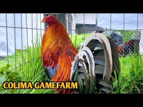 Sweater Cowan Kelso - COLIMA FARM