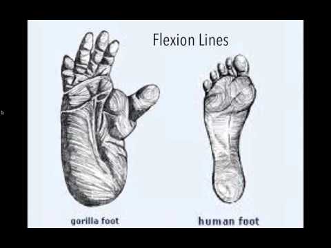 From Primal to Bipedal   The Shaping of the Human Foot with Dr Emily Splichal