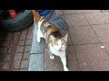 Calico Cat Meowing Loudly On The Street