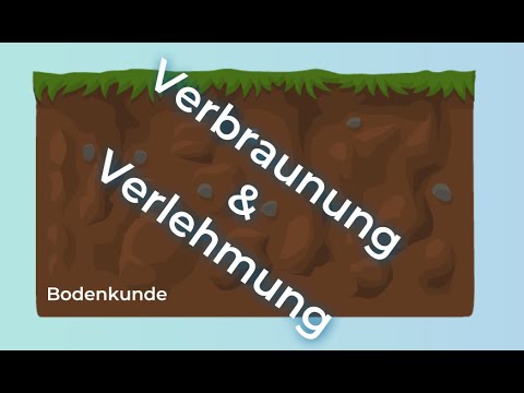 Bodenkunde verstehen – Verlehmung und Verbraunung