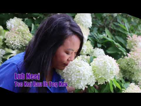 Lub Neej Tso Koj Rau Ib Tog Kev. 10/17/25