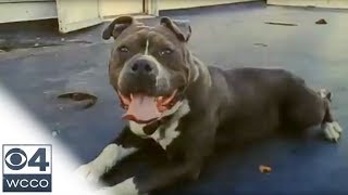 Man Killed Pit Bull After It Attacked His Dog