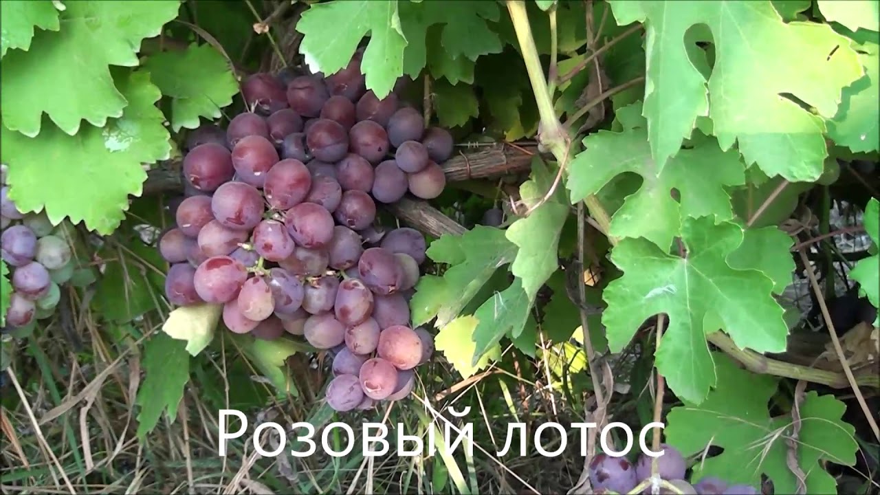 Виноград Лотос