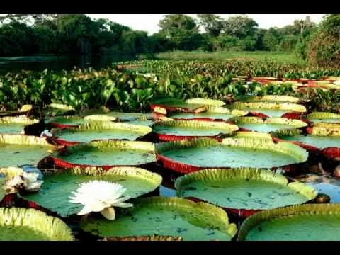 NOVA MARINGÁ UM PARAÍSO NO MATO GROSSO