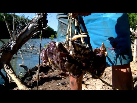 Em Março se encerra período de defesa de Caranguejo-uçá no litoral do Piauí 25 03 2023