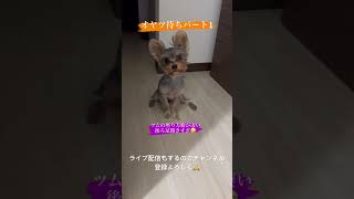 #ペット #犬 #ヨークシャーテリア