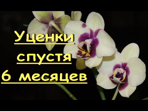 Орхидеи-УЦЕНКИ "Панды" СПУСТЯ 6 месяцев после ПЕРЕСАДОК