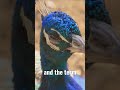 Do You Know the Difference? 🦚 Peafowl, Peacock, and Peahen Explained 🐓 #shorts