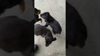 Video preview image #2 Rottweiler Puppy For Sale in RIEGELWOOD, NC, USA