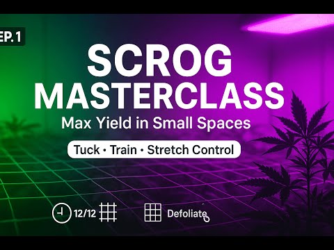 SCROG Masterclass: Max Yield in Small Spaces (Step-by-Step)