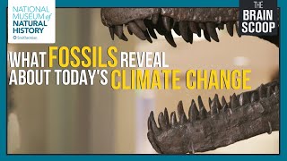 What Fossils Reveal about Today's Climate Change