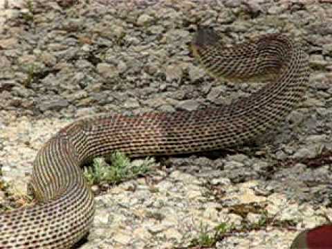 Elaphe quatuorlineata sauromates