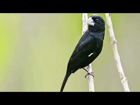 programmation du chant Twatwa Ring + Kiauw / Programmering van het nummer Twatwa Ring Kiauw Suriname