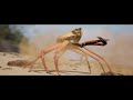 Snow Crab Dance Original EDM Animation