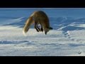 Fox Dives Headfirst Into Snow