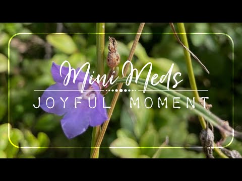 Mini Meditation | JOYFUL MOMENT | 5 Minute Guided Meditation to Bring a Smile to your Face 😊