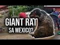 Mala-Osong Daga, nahuli daw sa Mexico?!! | K.R.A Stories