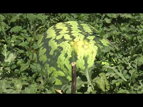 FELIX GONZÁLEZ / Productor rural de parada Medina