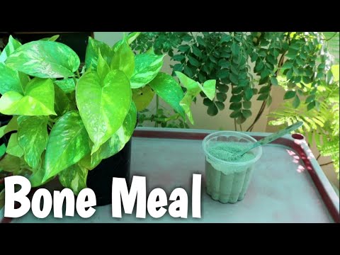 How to Use Bone Meal Organic fertilizer for Plants पौधो मे बोनमील खाद का उपयोग कैसे करें