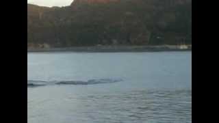 preview picture of video 'Whales In Ming's Bight Newfoundland June 9th 2012'