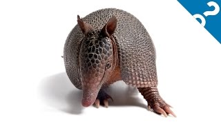 5 Infectious Facts About Leprosy | What the Stuff?!