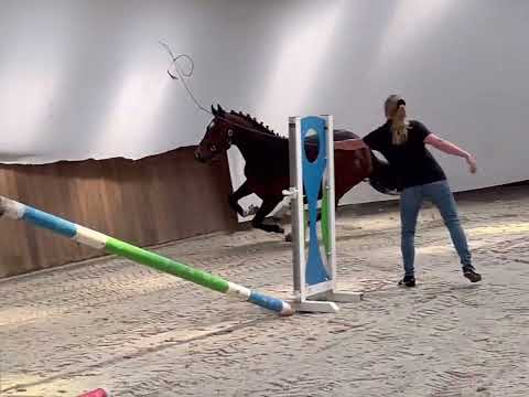 Okido:ELDORADO VD ZESHOEK TN x CARAMBOLE