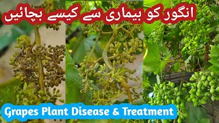 Grapes Plant Disease & Treatment Angoor Ke Pod