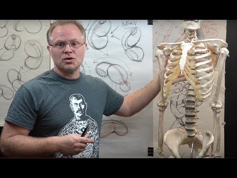 THE FIGURE: Drawing the Torso a.k.a. THE LIMA BEAN FORM