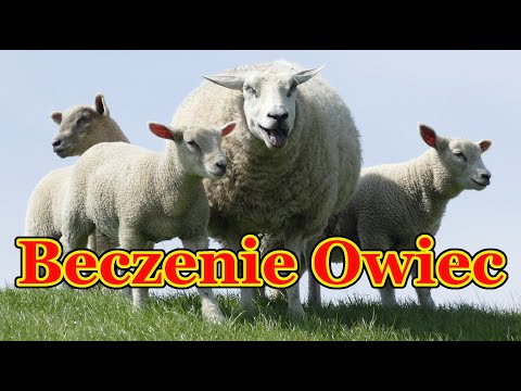 , title : 'Beczenie owiec 🐑 odgłosy jakie wydają owce'