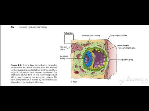 Bilaminar embryonic disk
