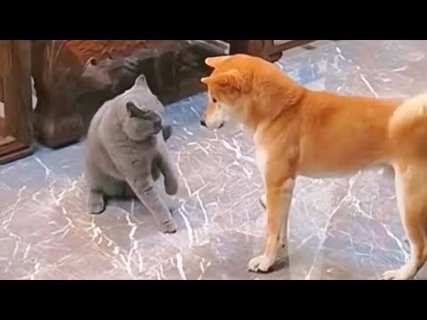 Cats and dogs - friends or rivals?