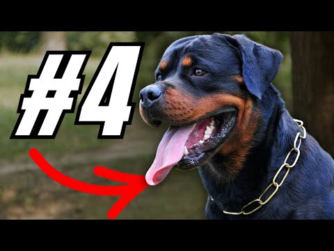 7 Dogs With Natural Guard Instincts...