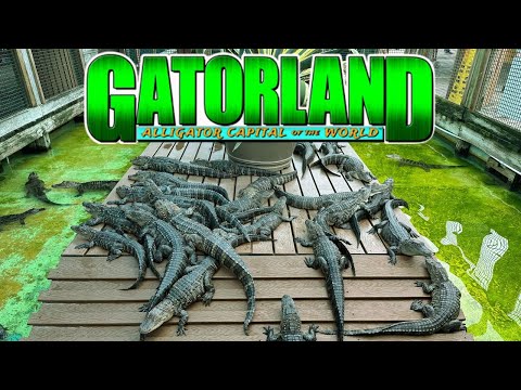 Diese Attraktion in Florida bietet die verrückteste Alligator-Show, die ich je gesehen habe – Gat...