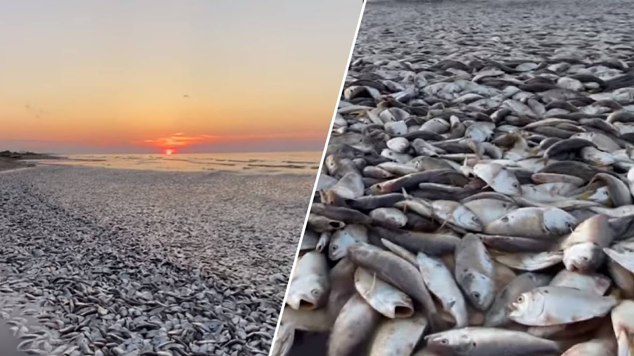 Tens of thousands of fish have washed ashore the Texas Gulf Coast ...