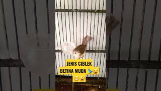 Download lagu CIBLEK GUNUNG BETINA MUDA 🐦. #shorts #bubupatiand #short #subscribe #feedshorts mp3
