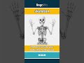 skeleton - the bones inside your body ... video thumbnail