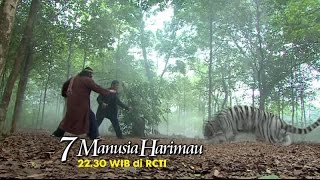Download lagu 7 MANUSIA HARIMAU Ketika dua Harimau putih melawan... mp3